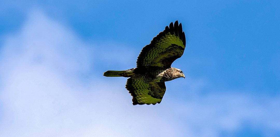 Steinadler