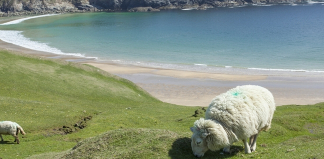 Dingle